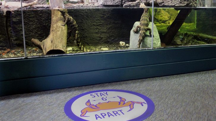 The Maritime Aquarium at Norwalk to reopen to the public on Saturday, June 20 with timed-ticketing and other COVID measures