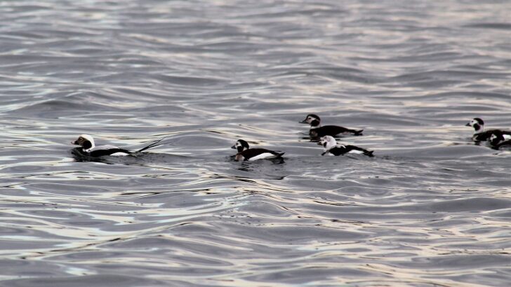 Maritime Aquarium’s new “Winter Birding Cruises” give birders on-the-water access to migratory waterfowl on Long Island Sound