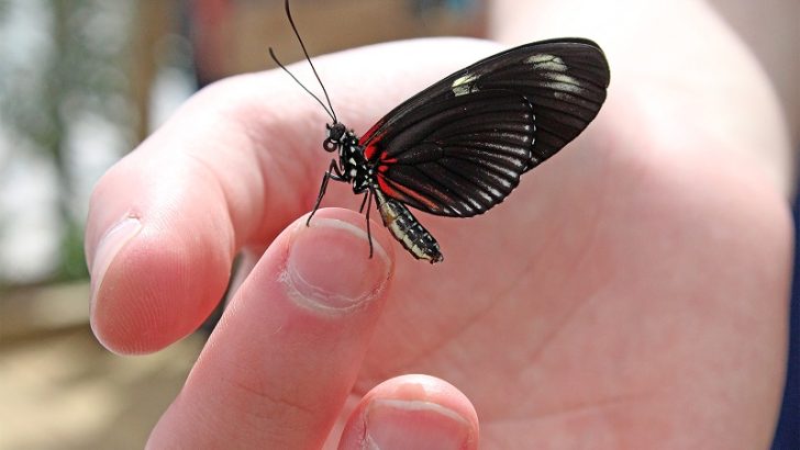 Summer butterfly exhibit, “Flutter Zone,” opens Sat., May 28 at The Maritime Aquarium