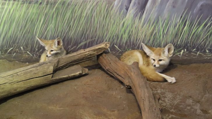 The Maritime Aquarium Announces the Arrival of Two Fennec Foxes